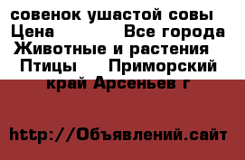 совенок ушастой совы › Цена ­ 5 000 - Все города Животные и растения » Птицы   . Приморский край,Арсеньев г.